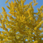 Ginko Biloba, Seminala