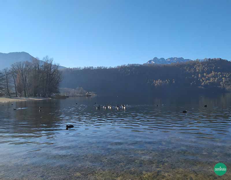 Lago di Levico, inverno, fauna.