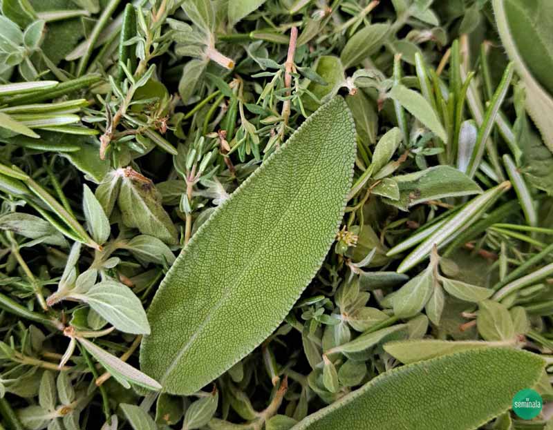 Raccolta erbe aromatiche nell'orto di Seminala